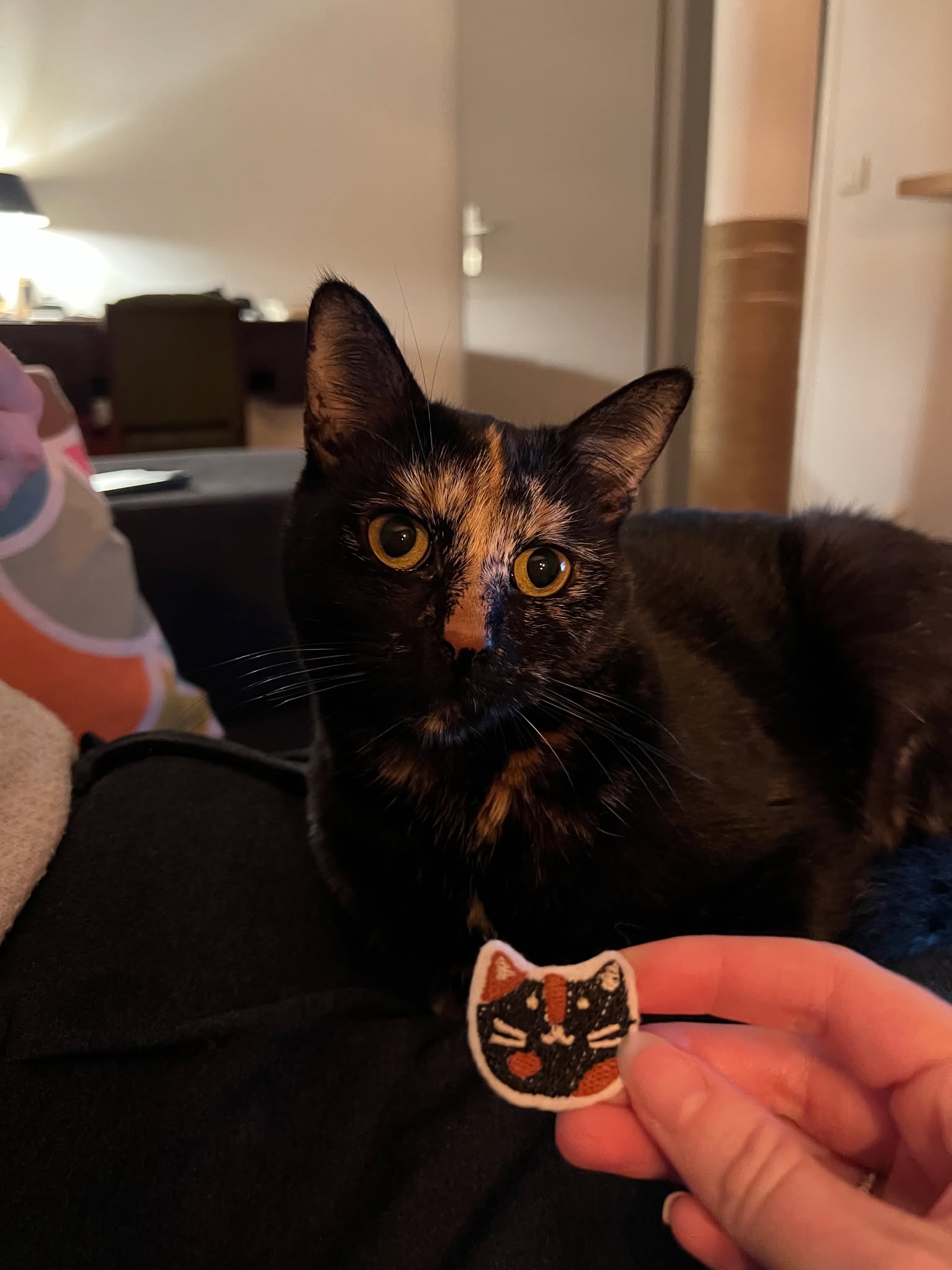Broche d'un chat devant un chat qui lui ressemble